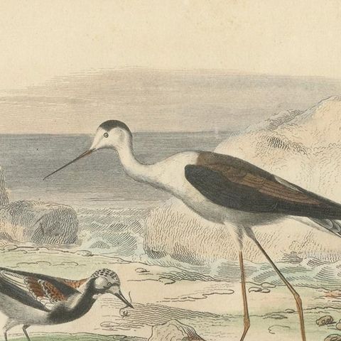 Antique Bird Print of the Turnstone, Stilt, Water Rail and Land Rail by Buffon, close-up 1