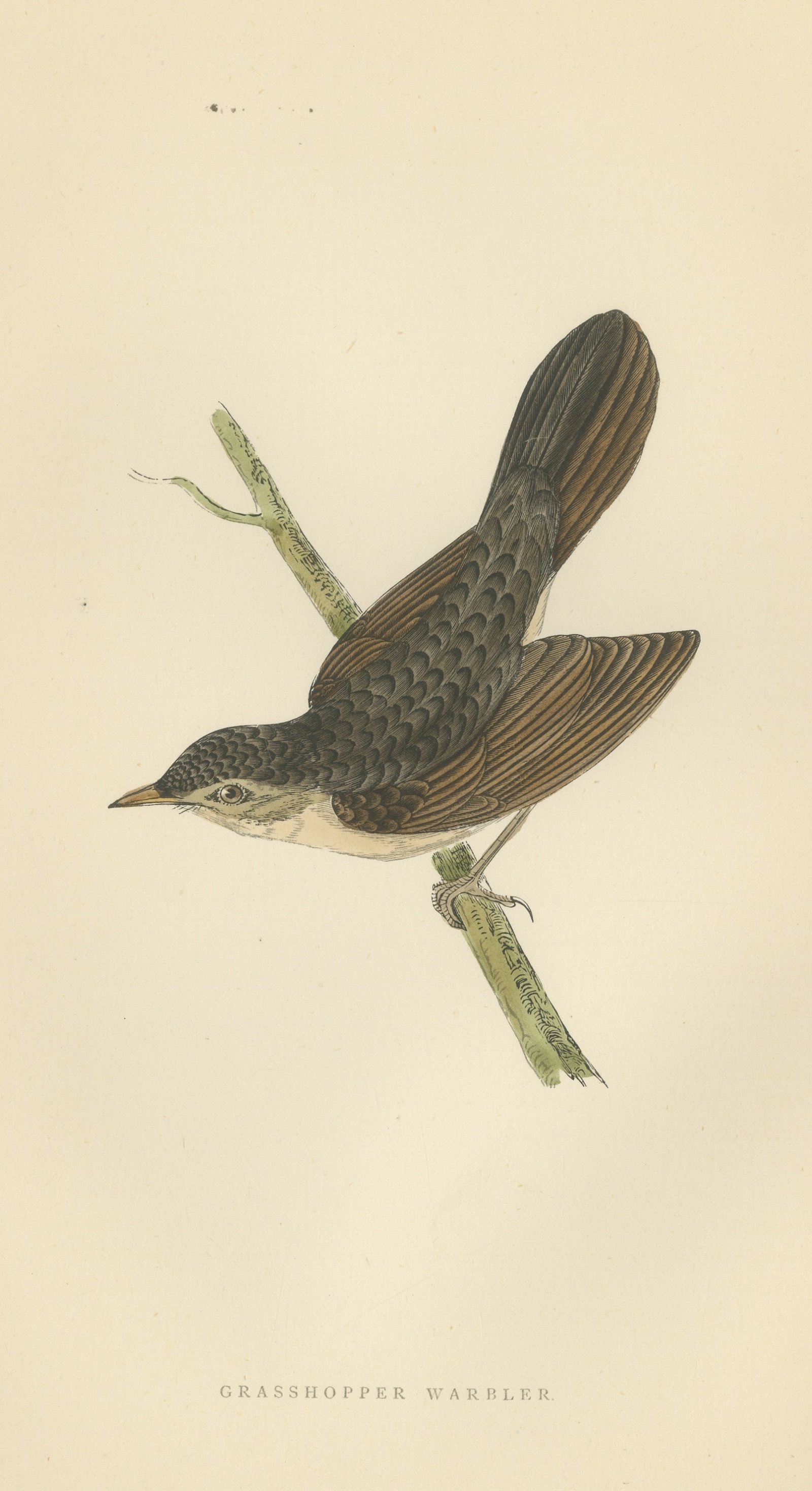 Grasshopper Warbler with Spread Wings on a Twig, Morris Print, 1896
