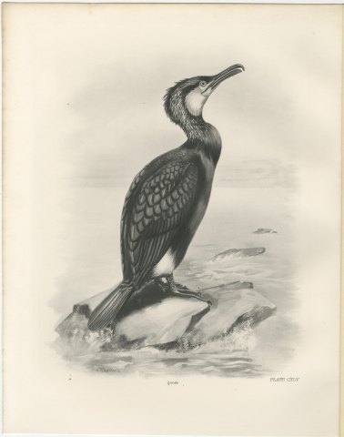 Cormorant in Breeding Plumage on a Rock after Lilian Medland, c. 1909, view 2