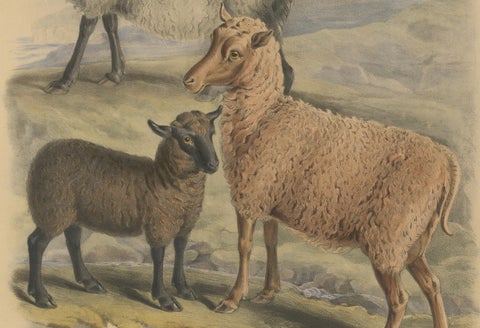 Old Lithograph of Ewe, Ram and Lamb of the Zetland and Orkney Islands - 1842, close-up 2