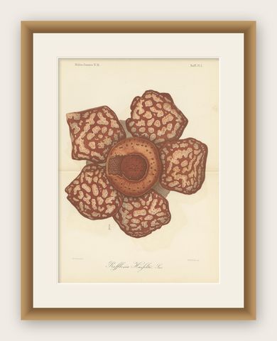 Antique Botany Print of the Rafflesia Hasseltii by Brill, '1884', shown framed