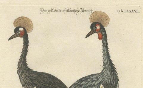 Hand-Colored Engraving of the Crested African Crane by Johann Seligmann. ca.1770, close-up 3