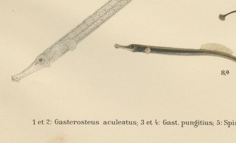 Sticklebacks and Pipefish - Graceful and Intricate Scandinavian Fish Litho, 1895, close-up 3