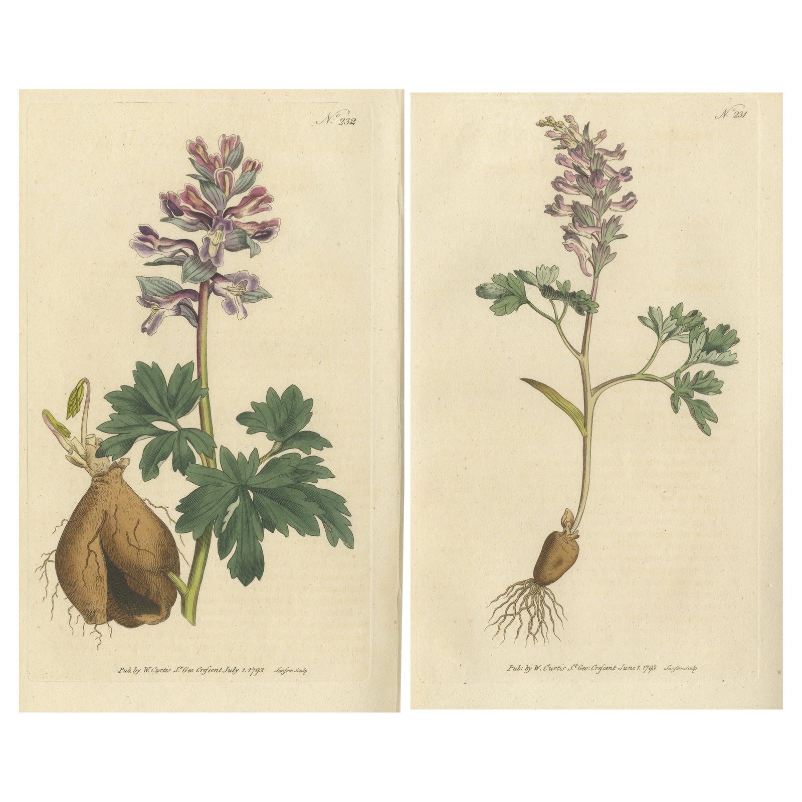 Set of 2 Antique Botany Prints - Solid Rooted and Hollow Rooted Fumitory
