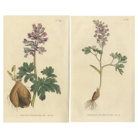 Set of 2 Antique Botany Prints - Solid Rooted and Hollow Rooted Fumitory