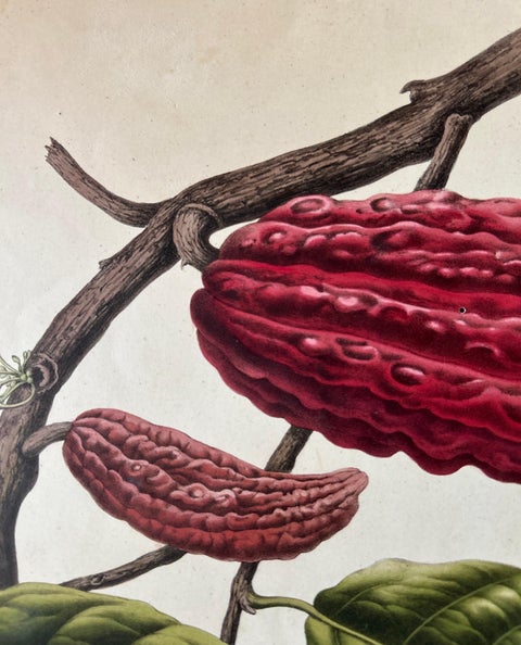Theobroma Cacao, Cocoa Tree Botanical Lithograph c.1863, view 7