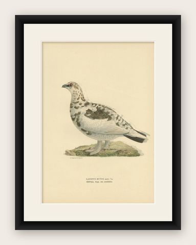 Antique Bird Print of the Rock Ptarmigan by Von Wright '1917', shown framed