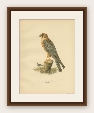 Antique Bird Print of the Red-Footed Falcon by Von Wright, 1929, shown framed