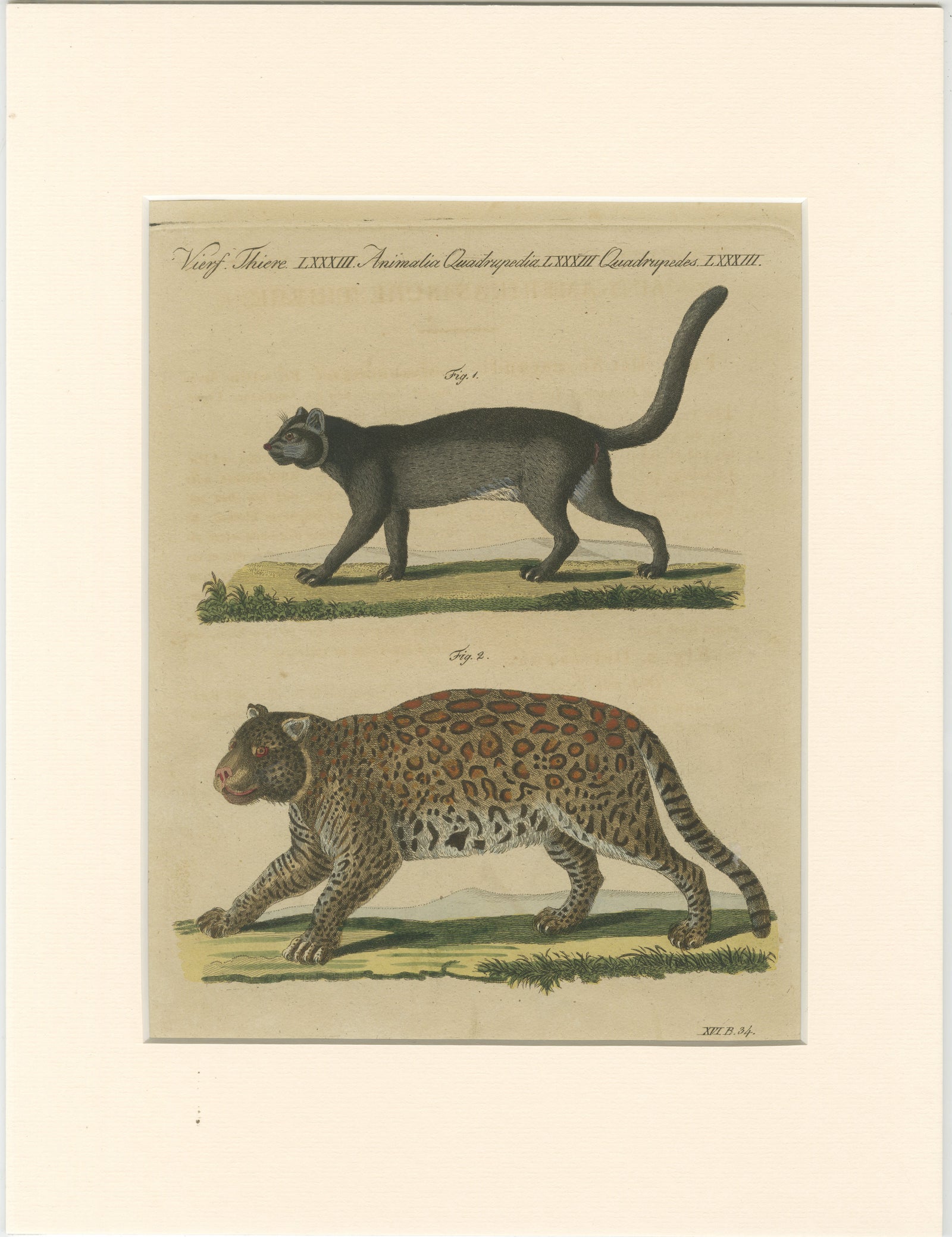 Antique Jaguar & Jaguarundi Engraving, Bertuch, 1813