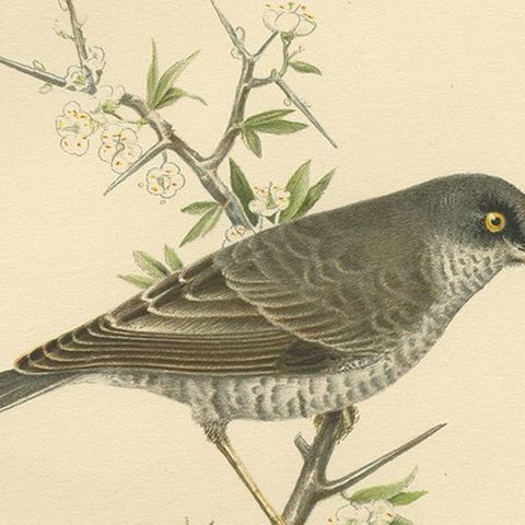Old Bird Print Named the Barred Warbler, 1927, close-up 3
