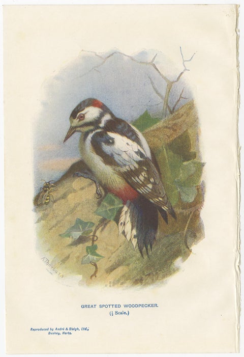 Set of 4 Antique Bird Prints Siskin, Woodpecker, Wryneck, 1901, view 3
