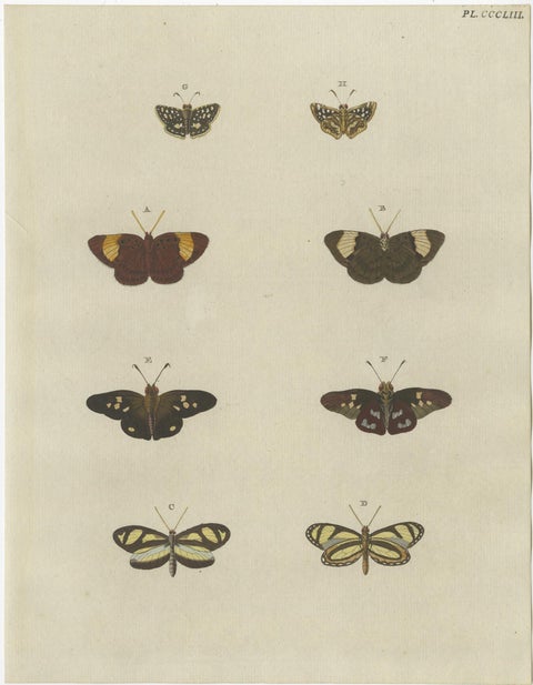 Set of 2 Antique Butterfly Prints 'Pl. 138' by Cramer, Published in 1779, view 3