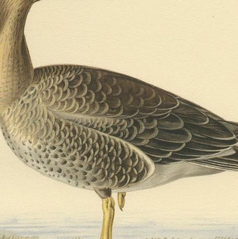 Antique Bird Print of the Female White-Fronted Goose by Von Wright '1929', close-up 2