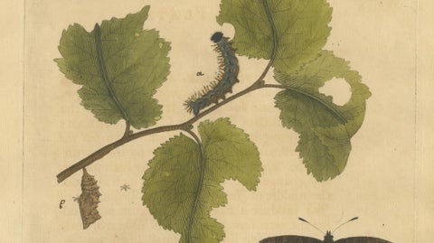 Butterfly, Caterpillar & Chrysalis on Leaves, Albin Hand-Colored Engraving 1720, close-up 2