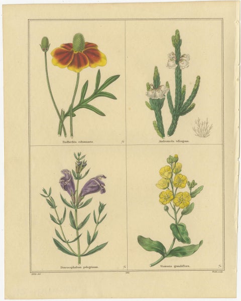 Pair of Hand-Colored Victorian Botanical Prints by B. Maund 1836, view 2