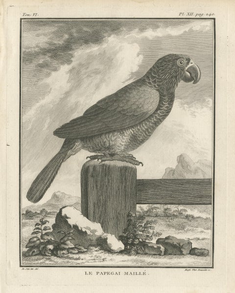 Original Antique Bird Engraving of a Gridded Parrot, view 3