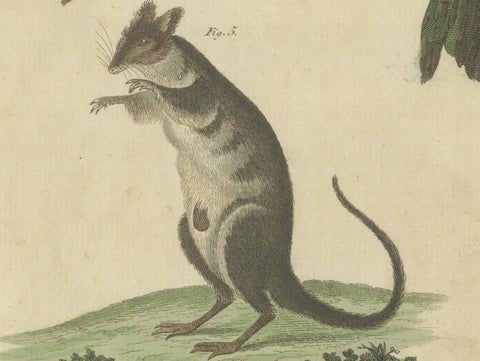 Hand-Colored 18th-Century Engraving of Exotic Quadrupeds from Natural History, close-up 3