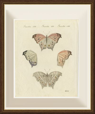 Exotic Butterfly with Wing Details, Antique Bertuch Print, Vienna, circa 1812, shown framed