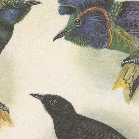 Antique Print of the Long-Tailed Bird of Paradise & the Rothschild's Longtail, close-up 1
