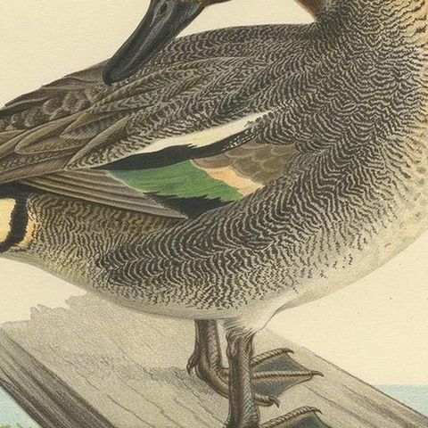 Antique Bird Print of the Eurasian Teal by Von Wright '1929', close-up 2