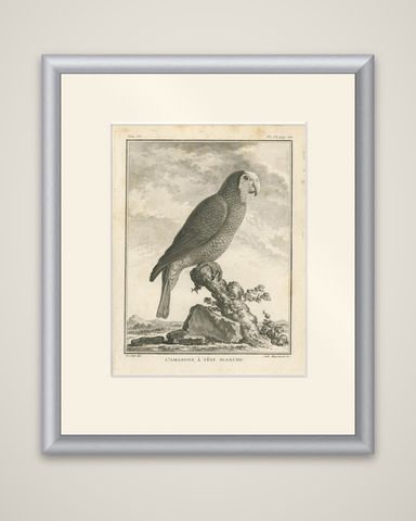 Antique Bird Engraving of a White-Crowned Amazon, shown framed