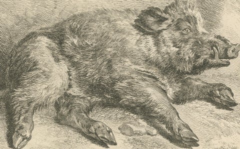 Resting Wild Boar: A Detailed Etching - circa 1740, close-up 1