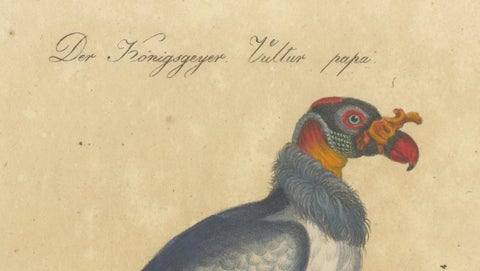King Vulture, Griffon Vulture & Bearded Vulture Lithograph, 1816, close-up 2