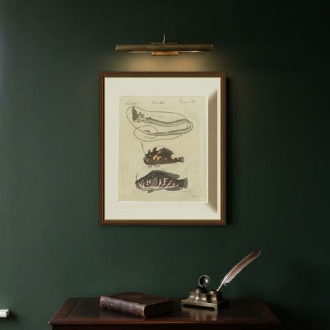 Frogfish with Lure and a Ribbon Fish, Antique Bertuch Print, circa 1810, shown framed on a wall