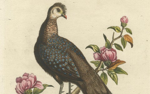 Chinese Peacock-Pheasant, Hand-Colored Engraving by Edwards & Seligmann, c.1770, close-up 2