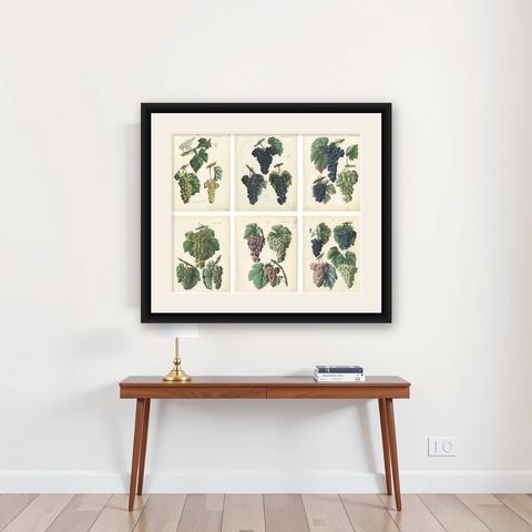 Antique Grape Botanical Chromolithographs, Wine & Table Grapes, Set of Six, 1854, shown framed on a wall