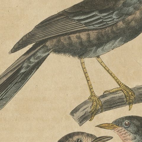Goldcrest and Firecrest with Songbirds, Antique Bertuch Print, circa 1820, close-up 5