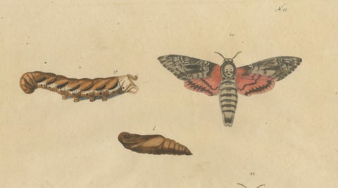Death's-Head Hawkmoth and Caterpillars, Brodtmann Print, 1816, close-up 1