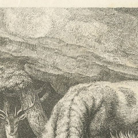 Original Antique Print of Old Lion Insulted, close-up 1