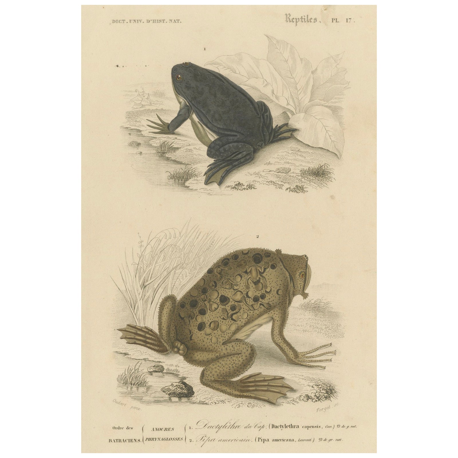 Frog Print of Cape Dactylethra and Surinam Toad, c.1850, by Orbigny