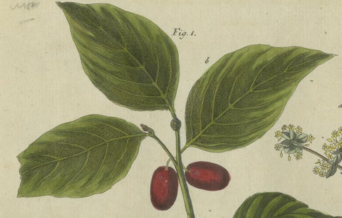 Medlar and Cornelian Cherry: Blossoms, Fruit, and Seeds, Bertuch, 1805, close-up 3