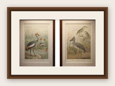 Antique Bird Prints Set Crane & Heron Tropical Birds Chromolithographs c.1895, shown framed