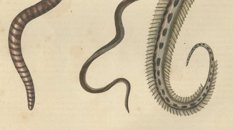 Aquatic Elegance: Brittle Star, Zebra Moray Eel, and Blind Cave Eel, 1845, close-up 2