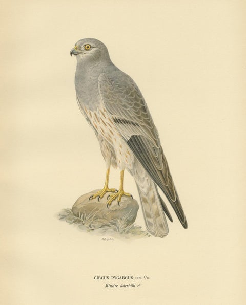 Antique Bird Print of the Montagu's Harrier by Von Wright, '1929', view 3