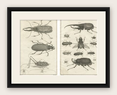 Pair of Antique Engravings of Beetles & Insects from Diderot’s Encyclopédie 1770, shown framed