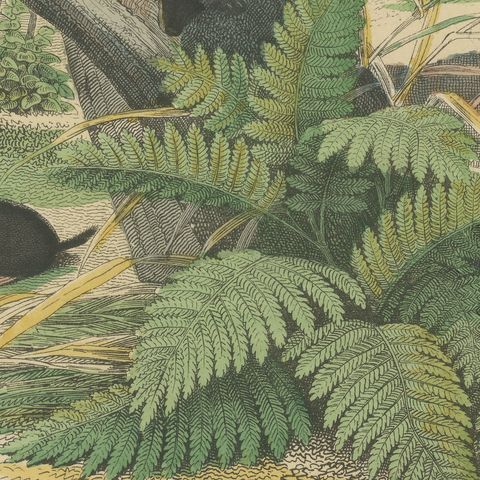 Antique Polar Bear Print with Bats, Hedgehog and Wolverine, Kolb, circa 1890, close-up 5