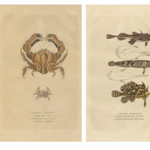 Antiquarian Handcolored Aquatic & Insect Engravings, 1845, close-up 1