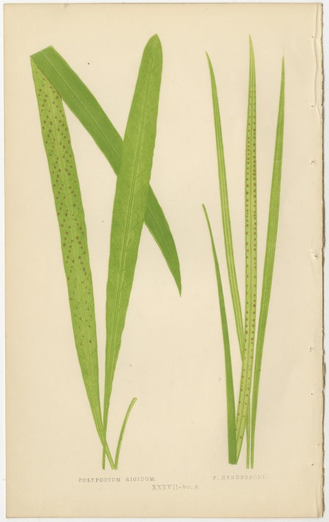 Set of 10 Original Antique Fern Lithographs by Edward J. Lowe, 1856, view 10