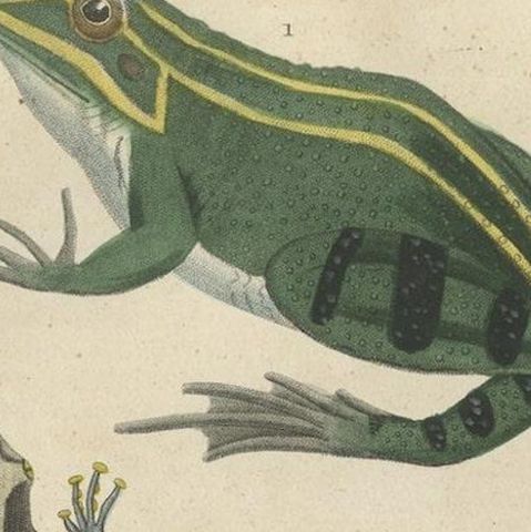 Old Hand-Colored Print Showing Different Frog Species, close-up 3