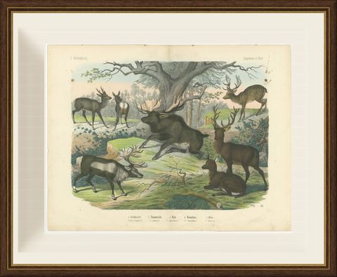 Antique Deer Print with Elk, Reindeer and Red Deer Stag, Kolb, circa 1890, shown framed