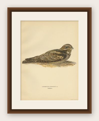 Antique Bird Print of the European Nightjar by Von Wright, 1927, shown framed