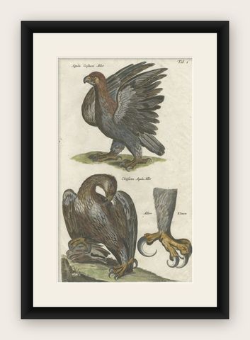 Antique Old Hand-Colored Bird Print of Two Eagles and an Eagle Claw, 1657, shown framed