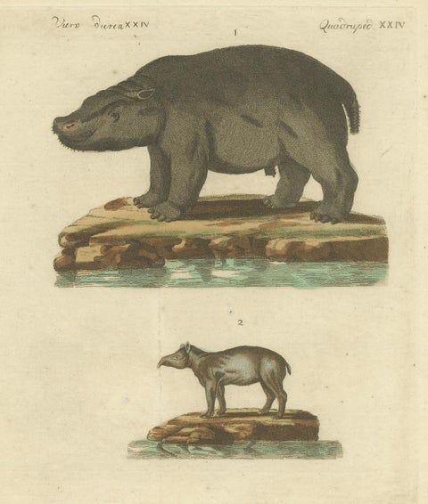 Antique Copperplate Engraving of Hippopotamus and Tapir by Bertuch, 1800, close-up 2