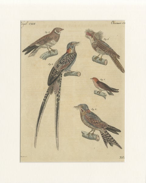 Antique Hand-Colored Bird Engraving, Swallow & Nightjars, Bertuch, c.1800