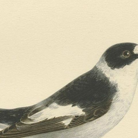 Original Old Bird Print Depicting the White-Collared Flycatcher, 1927, close-up 1