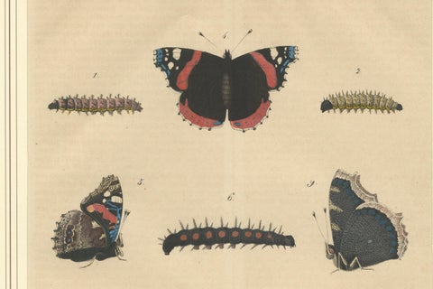 "Admiral Butterfly Lifecycle" - Hand-Colored Natural History Plate (1846), close-up 2